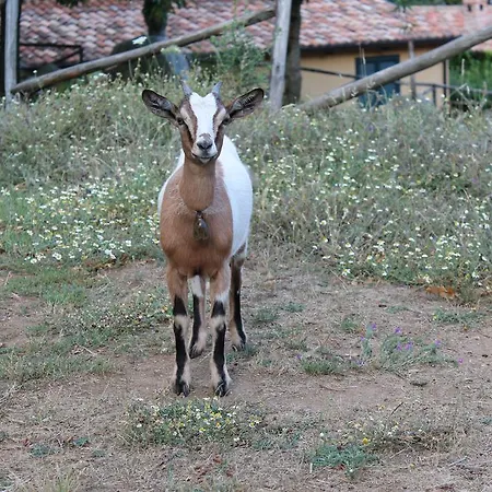 Agriturismo Torello