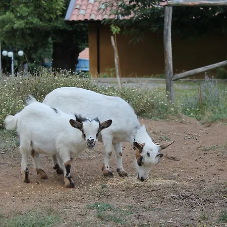 Agriturismo Torello *